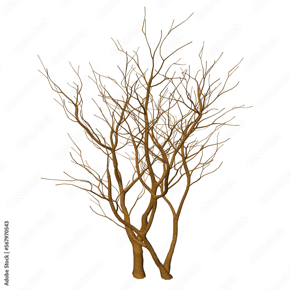 Obraz premium twigs of trees