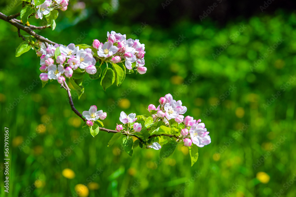 appletree blossom branch in the garden in spring appletree blossom branch in the garden in spring