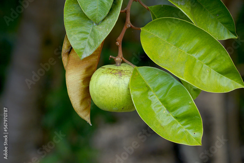 The star apple fruit is a native plant. The face is glossy, dark green, the back is red, shiny, spherical fruit, there are green varieties. Yellow and purple-red, sweet aroma. eat fresh fruit. photo