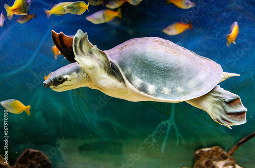 Pig- nosed turtle (Latin Carettochelys insculpta).
 This is a funny and cute turtle with a cartoon baby face with a funny snout-nose. The limbs have two claws. It is a representative of soft-bodied fr
