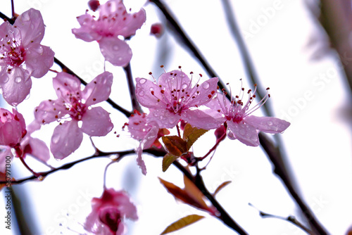 cherry blossoms with rain drops