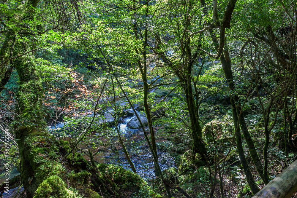 View of the Shiratani Unsuikyo Ravine in the Yakushima Island, Japan, laurel forest, mosses View of the Shiratani Unsuikyo Ravine in the Yakushima Island, Japan, laurel forest, mosses