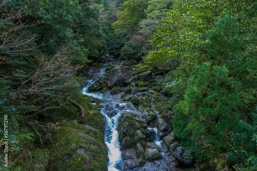 View of the Shiratani Unsuikyo Ravine in the Yakushima Island, Japan, laurel forest, mosses
