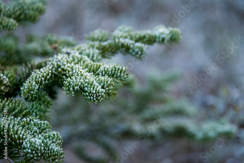 Frost on fir trees with out-of-focus forest background. Yoho National park. Canadian Rockies. photo