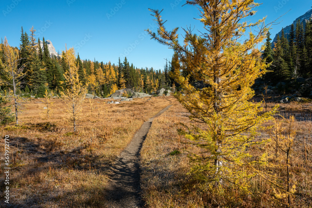 Lake O'Hara Trail in autumn. Yoho National Park, Canadian Rockies. Lake O'Hara Trail in autumn. Yoho National Park, Canadian Rockies.