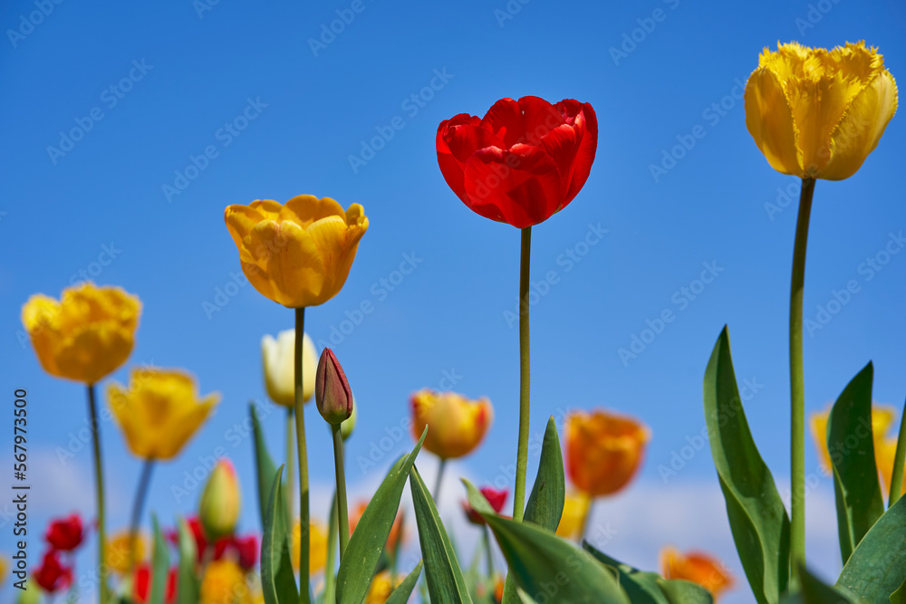 Obraz premium Close up of 4 beautiful easter flowers. Tulips in spring against blue sky. Up view.