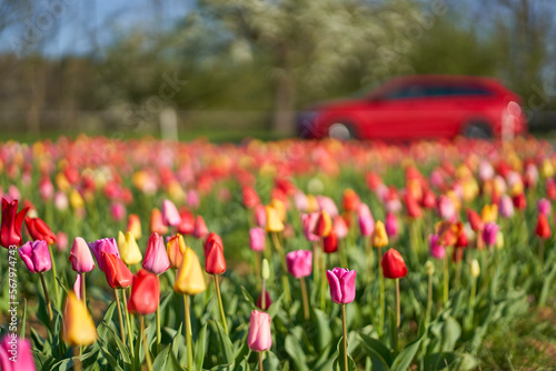 Easter tulips field on a sunny day. Flowers on the roadside to cut and pick yourself. Red car on the road.
