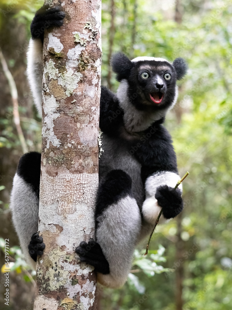 Indri, Indri indri. He clings to a strong trunk and looks at the photographer in amazement. Mantadia National Park. Madagascar