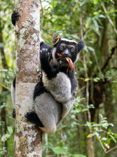Indri, Indri indri. It clings to the thick trunk and eats the leaves. Mantadia National Park. Madagascar photo