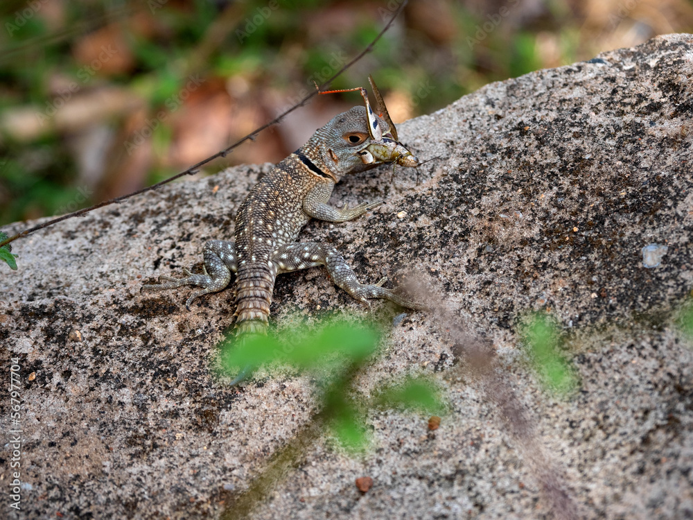 Malagasy Coua iguanian lizards, Oplurus madagascariensis, eat caught  locusts Madagascar