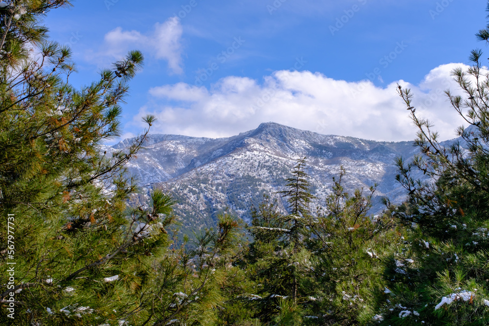 pine trees and snow covered mountains