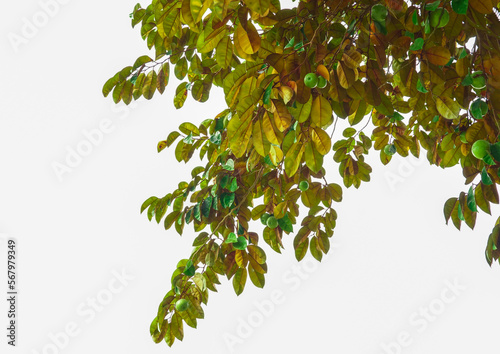 Bottom view of a native star apple tree. The face is glossy, dark green, the back is red, glossy, spherical fruit, there are green varieties. Eat fresh fruit. soft and selective focus. photo