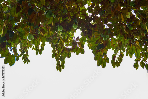 Bottom view of a native star apple tree. The face is glossy, dark green, the back is red, glossy, spherical fruit, there are green varieties. Eat fresh fruit. soft and selective focus. photo