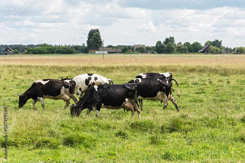 Agriculture. Cows graze in a meadow near the village.