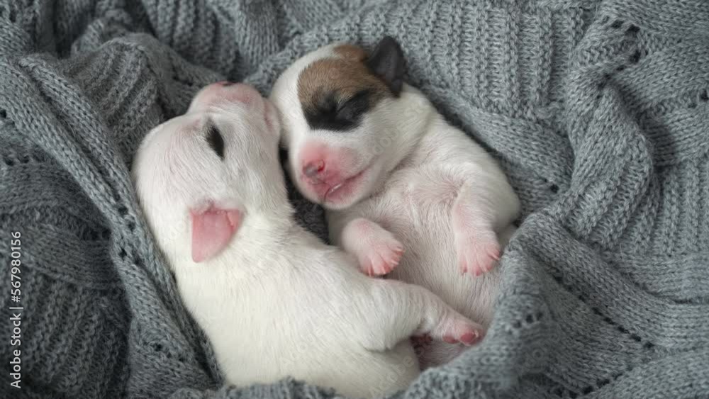 Newborn Puppy Sleeping on knitted plaid Newborn Puppy Sleeping on knitted plaid