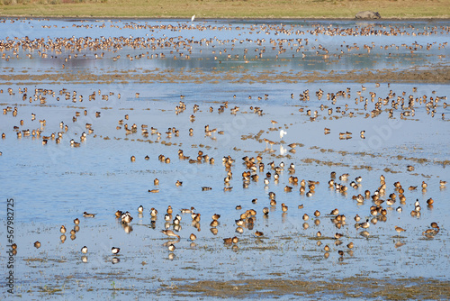 Migratory birds in the wetlands of Pobitora Wildlife Sanctuary photo