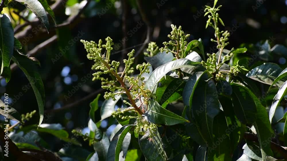 Mango blossom on the top of the tree, Mango flower on the tree. mango tree leaves and flower.