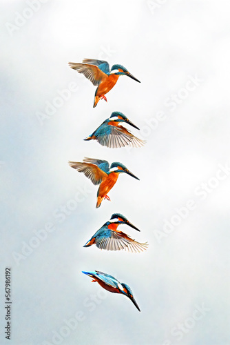 Common kingfisher hovering flying diving 