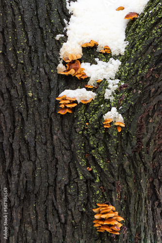A Group of Small Orange Bark Mushrooms are Partially Covered by Snow on a Cold Mid-Winter Day