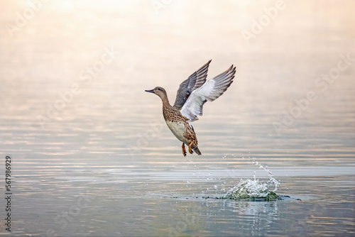 Gadwall duck take off above water lake with spreading wings