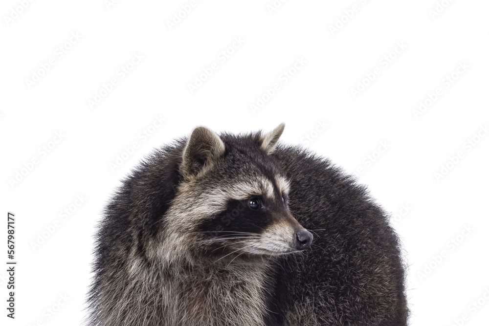 Head shot of cute Raccoon aka procyon lotor. Looking to the side showing profile. Isolated cutout on a transparent background.