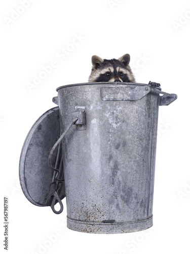 Raccoon sitting in trash can. Looking tover adge away from camera. Isolated cutout on a transparent background. One paw on edge of the bin. photo