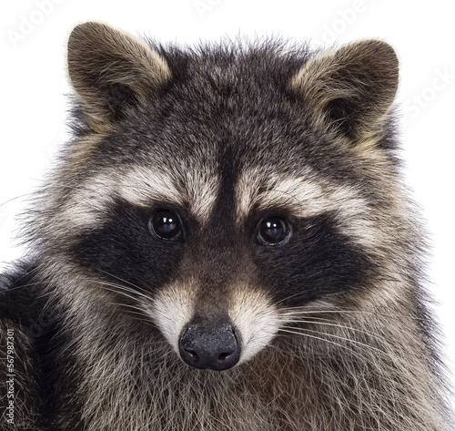 Head shot of cute Raccoon aka procyon lotor. Looking to the camera with sweet cute eyes. Isolated cutout on a transparent background.