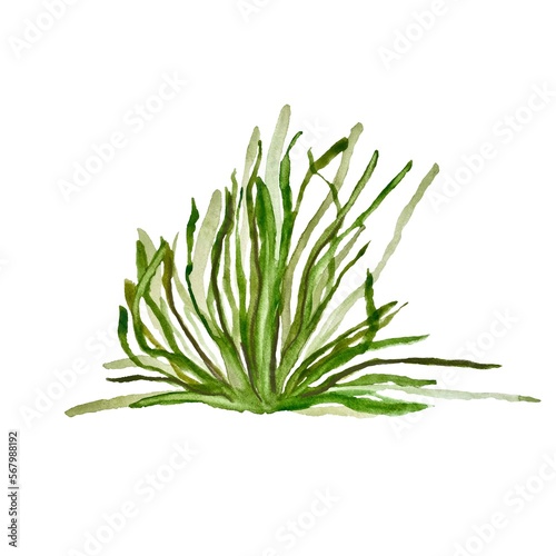 Seaweed green water plant alga watercolor sketch