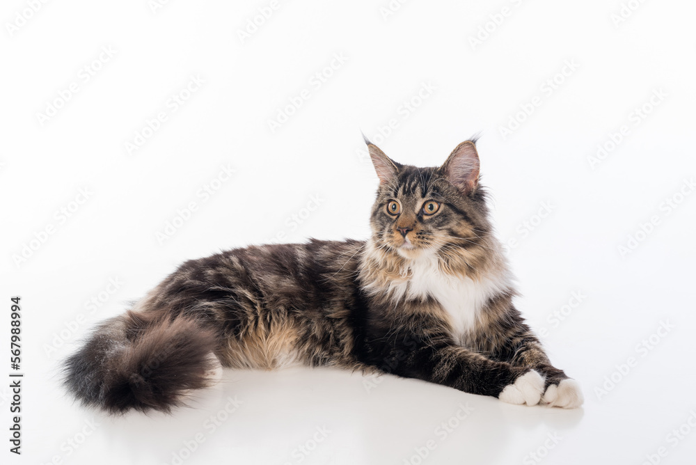 Curious Gray Maine Coon Cat Lying on White Desk with Reflection. White Background. Portrait Curious Gray Maine Coon Cat Lying on White Desk with Reflection. White Background. Portrait