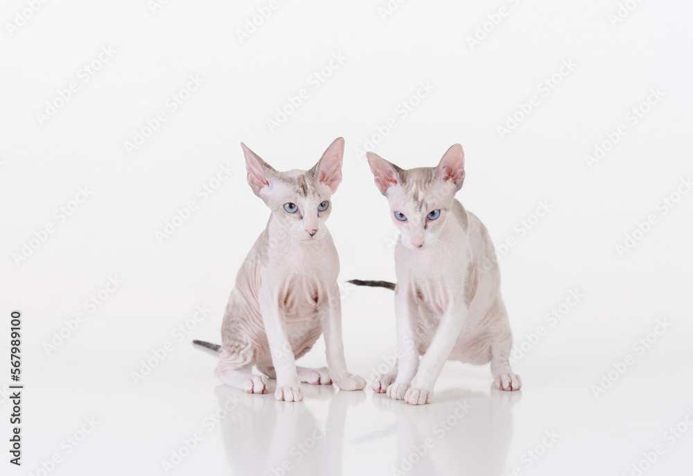 Bright Hairless Very Young Peterbald Sphynx Cats Sitting on the white table with reflection. White background.
