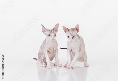 Bright Hairless Very Young Peterbald Sphynx Cats Sitting on the white table with reflection. White background. © Mindaugas Dulinskas