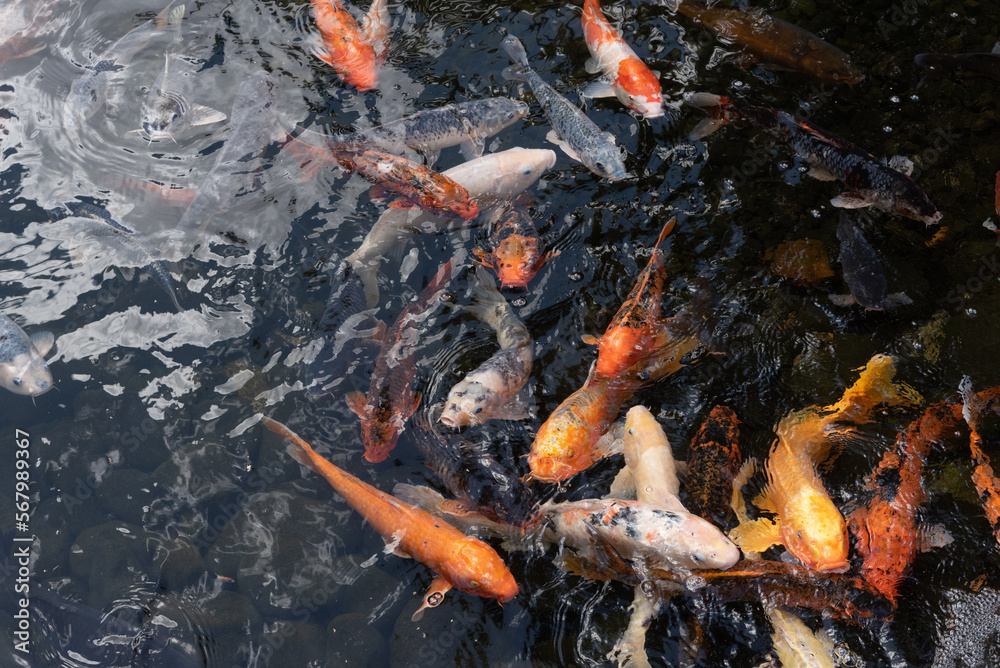 Muchos peces koi de diferentes tamaños y colores naranja y blanco nadando en el Oasis Wildlife en Fuerteventura, Islas Canarias. Muchos peces koi de diferentes tamaños y colores naranja y blanco nadando en el Oasis Wildlife en Fuerteventura, Islas Canarias.