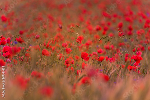 Meadow with beautiful bright red poppy flowers © Mindaugas Dulinskas