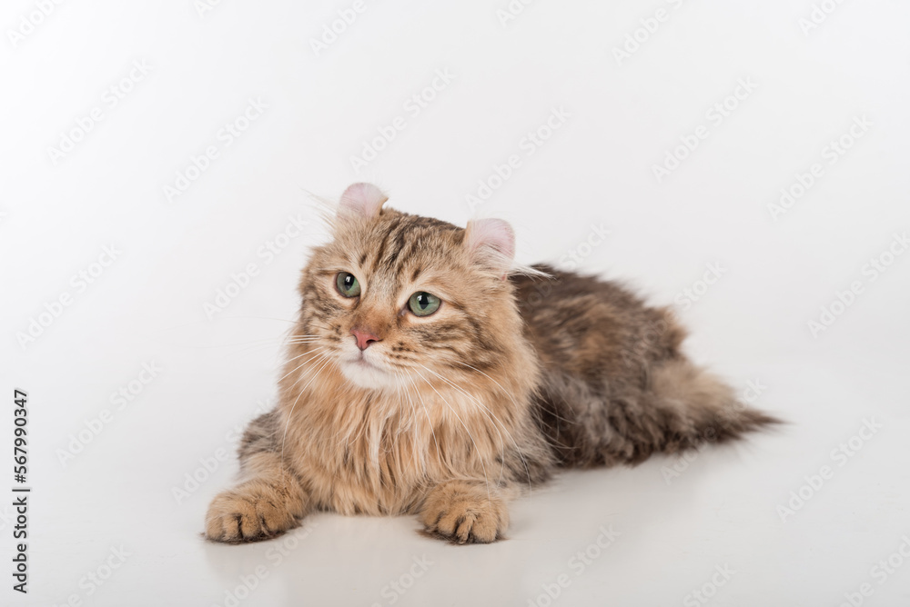 Dark Hair American Curl cat Lying on the white table. White Background.