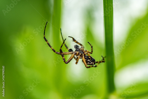 Spider Web. Macro, Shallow Depth of Field.
