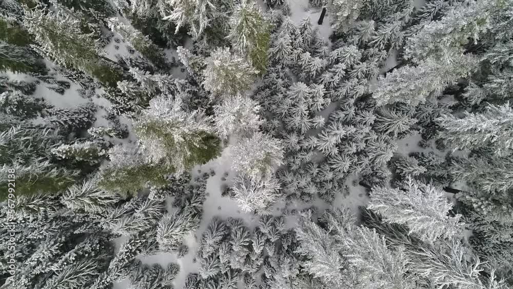Drone shot of snow covered trees growing in Willamette National Forest Drone shot of snow covered trees growing in Willamette National Forest