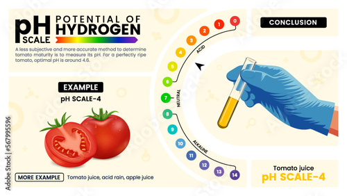 pH scale four properties, calculation and examples - Vector illustration