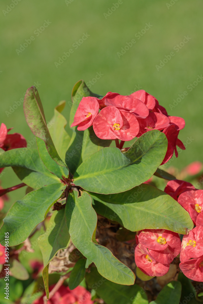 Variety of a crown of thorns plant (Euphorbia milii) with red blossoms. Variety of a crown of thorns plant (Euphorbia milii) with red blossoms.