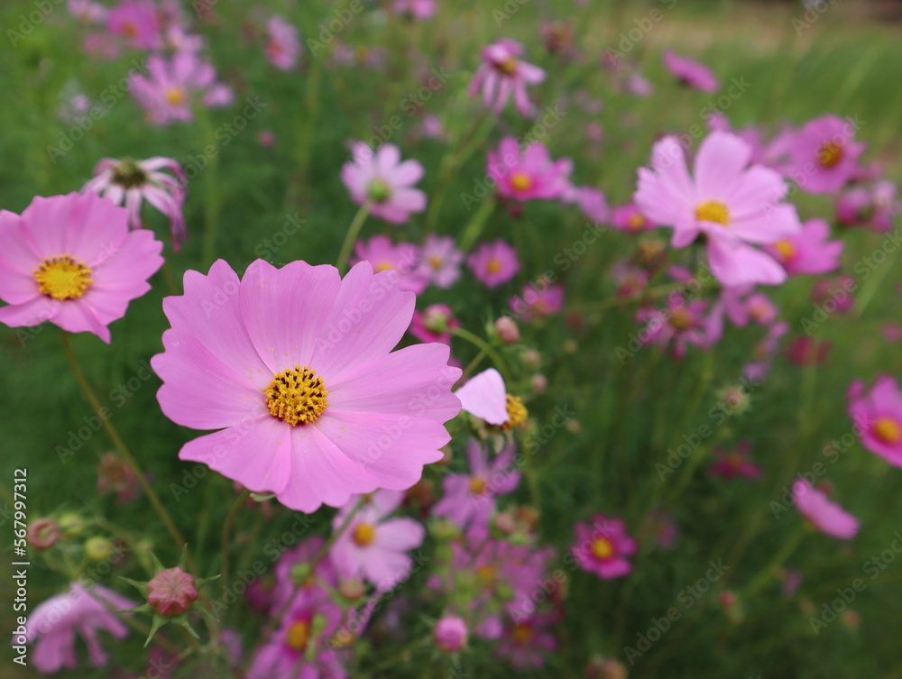 pink cosmos flowers from a beautiful garden attract tourists to visit pink cosmos flowers from a beautiful garden attract tourists to visit