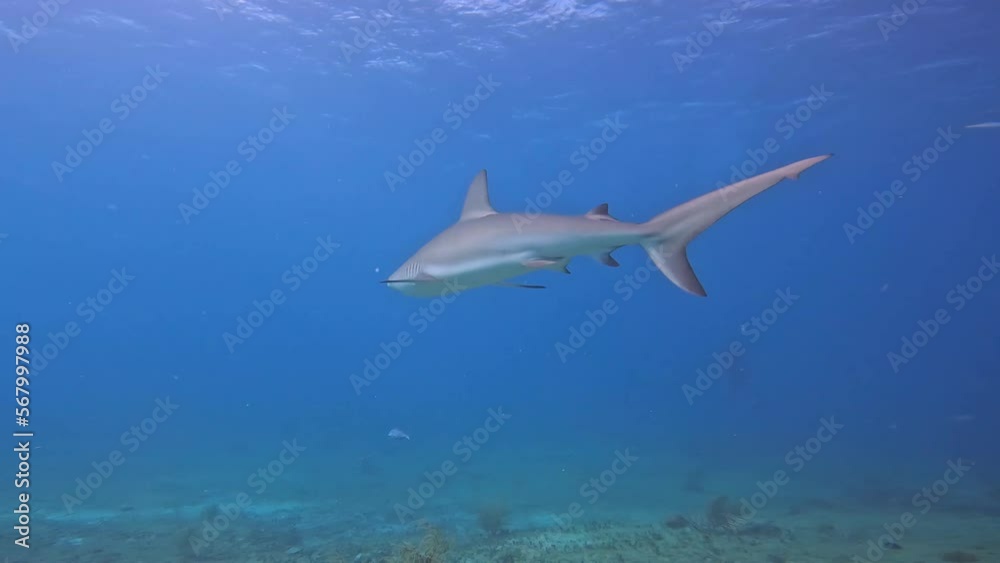 4k video of a Caribbean Reef Shark (Carcharhinus perezii) in Bimini, Bahamas 4k video of a Caribbean Reef Shark (Carcharhinus perezii) in Bimini, Bahamas