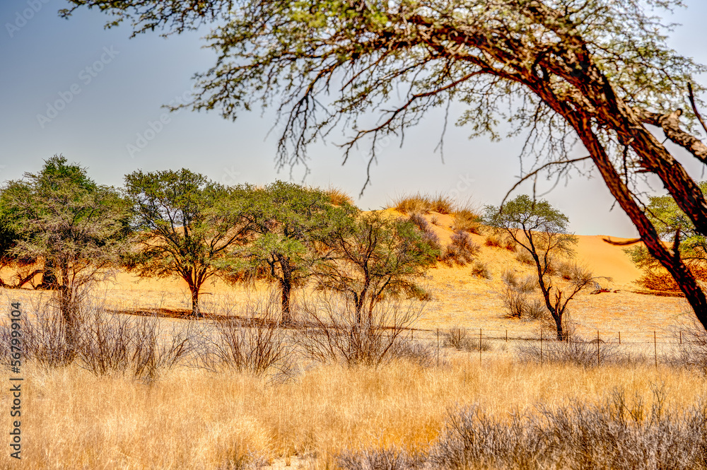 Auob River Valley, Kalahari desert, Namibia Auob River Valley, Kalahari desert, Namibia