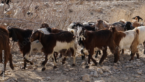Goats on the hiking trail Wadi Mujib between Moujib Panorama and Mujib Dam in Dhiban in Jordan in the month of February