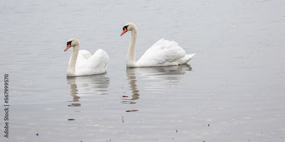 Fototapeta premium Wasservögel am Bodensee