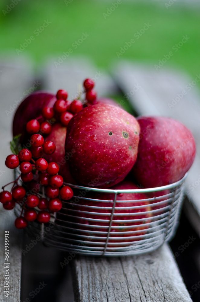 red apples and viburnum in a basket on a bench in the garden red apples and viburnum in a basket on a bench in the garden