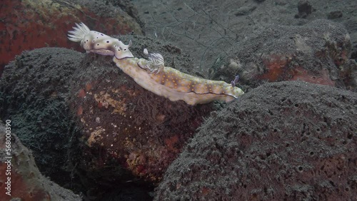 Two different nudibranchs are crawling on a stone lying at the bottom of the sea. One Pulchell's Hypselodoris (Hypselodoris pulchella) another Tryon's Hypselodoris (Hypselodoris tryoni). photo