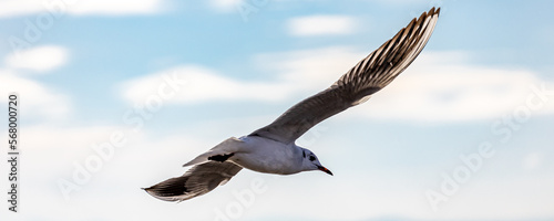 Enten, Möwen, Raben in Friedrichshafen am Bodensee