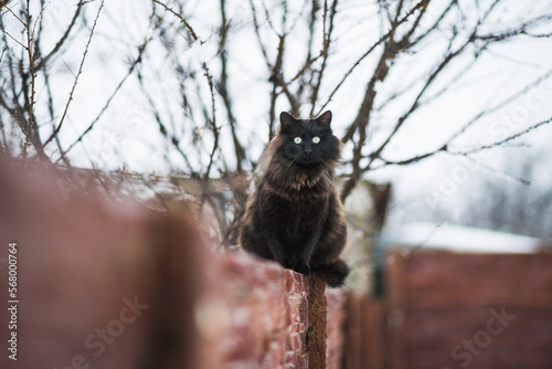 Black Cat Staring with Bright Yellow Eyes photo