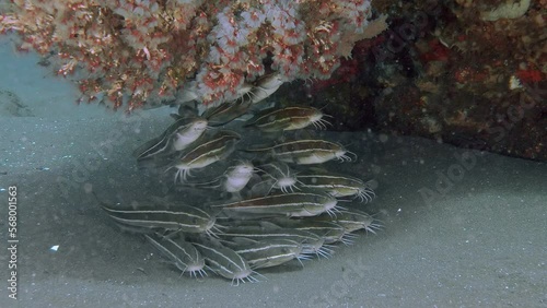 A small flock of catfish hid under the coral during the day.
Striped Catfish (Plotosus lineatus). Eeltail catfishes
(Plotosidae) 32 cm. ID: 4 pairs of mouth barbels. photo