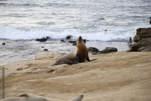 state sea lions