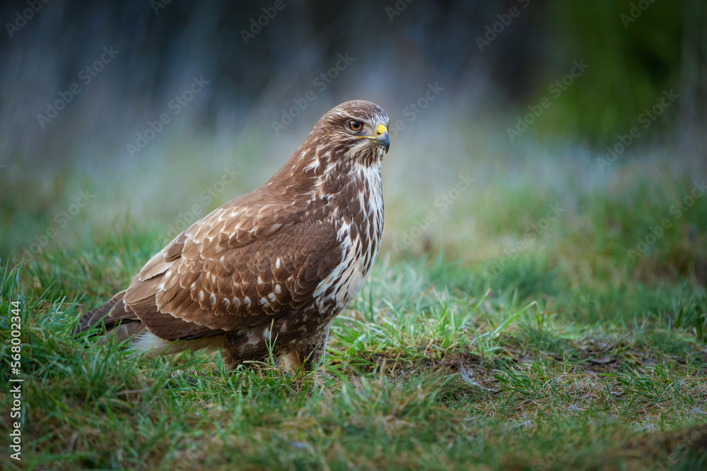 The common buzzard - Buteo buteo is a medium-to-large bird of prey which has a large range The common buzzard - Buteo buteo is a medium-to-large bird of prey which has a large range